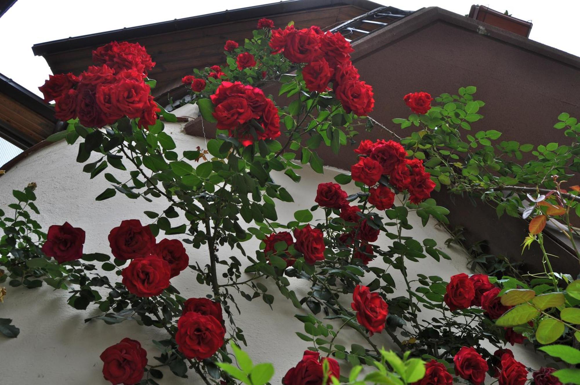 Hosteria Catalana บอสซอสต์ ภายนอก รูปภาพ